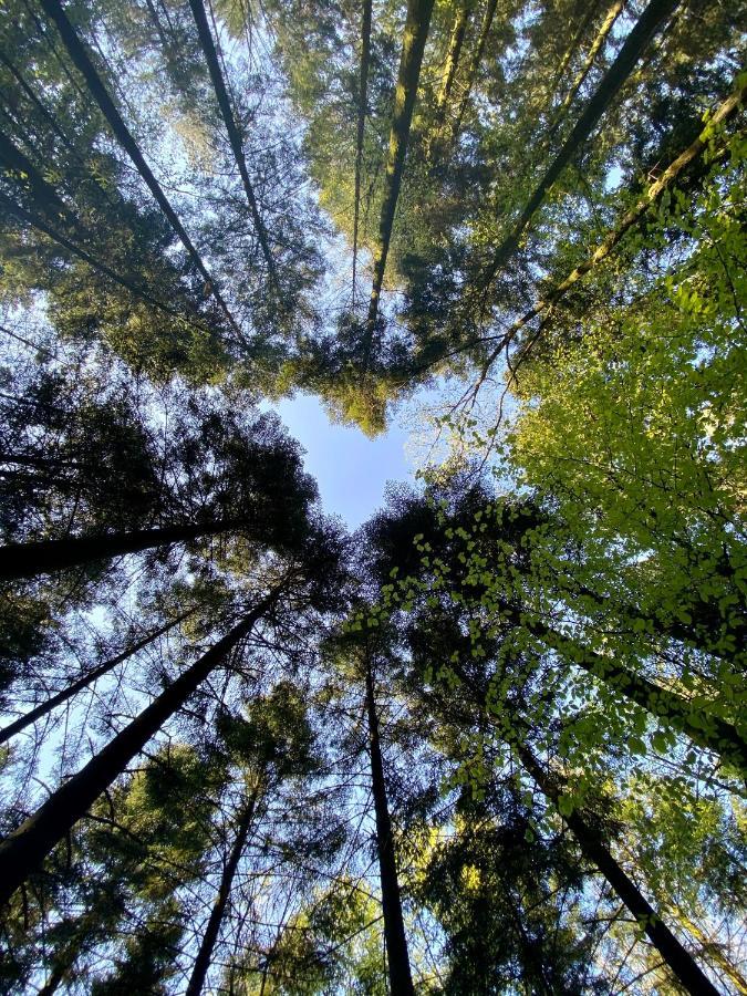 Camping De La Foret Seasonova Sillé-le-Guillaume Dış mekan fotoğraf
